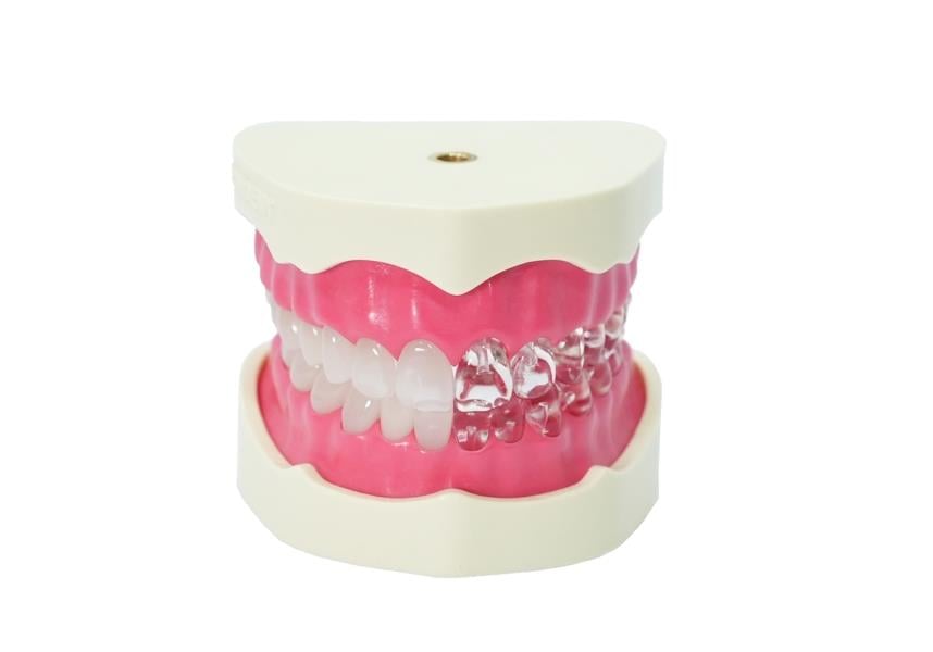 Edudent EndoPrep® Alt ve Üst Çene (Dişlerin Yarısı Opak)