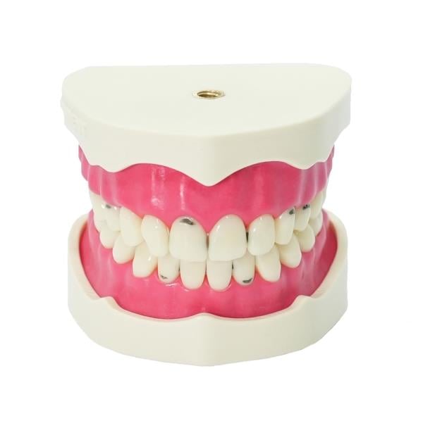 Edudent RestoPrep®  Çürüklü Alt ve Üst Çene