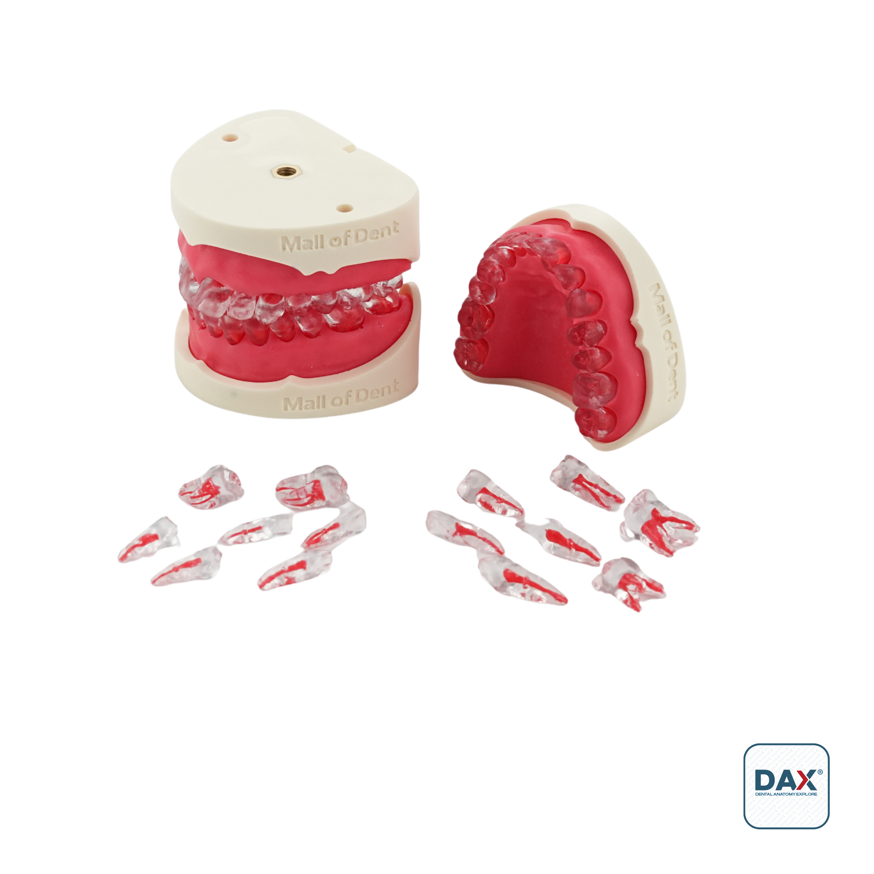 Endodax Endodontik Çene Takım 