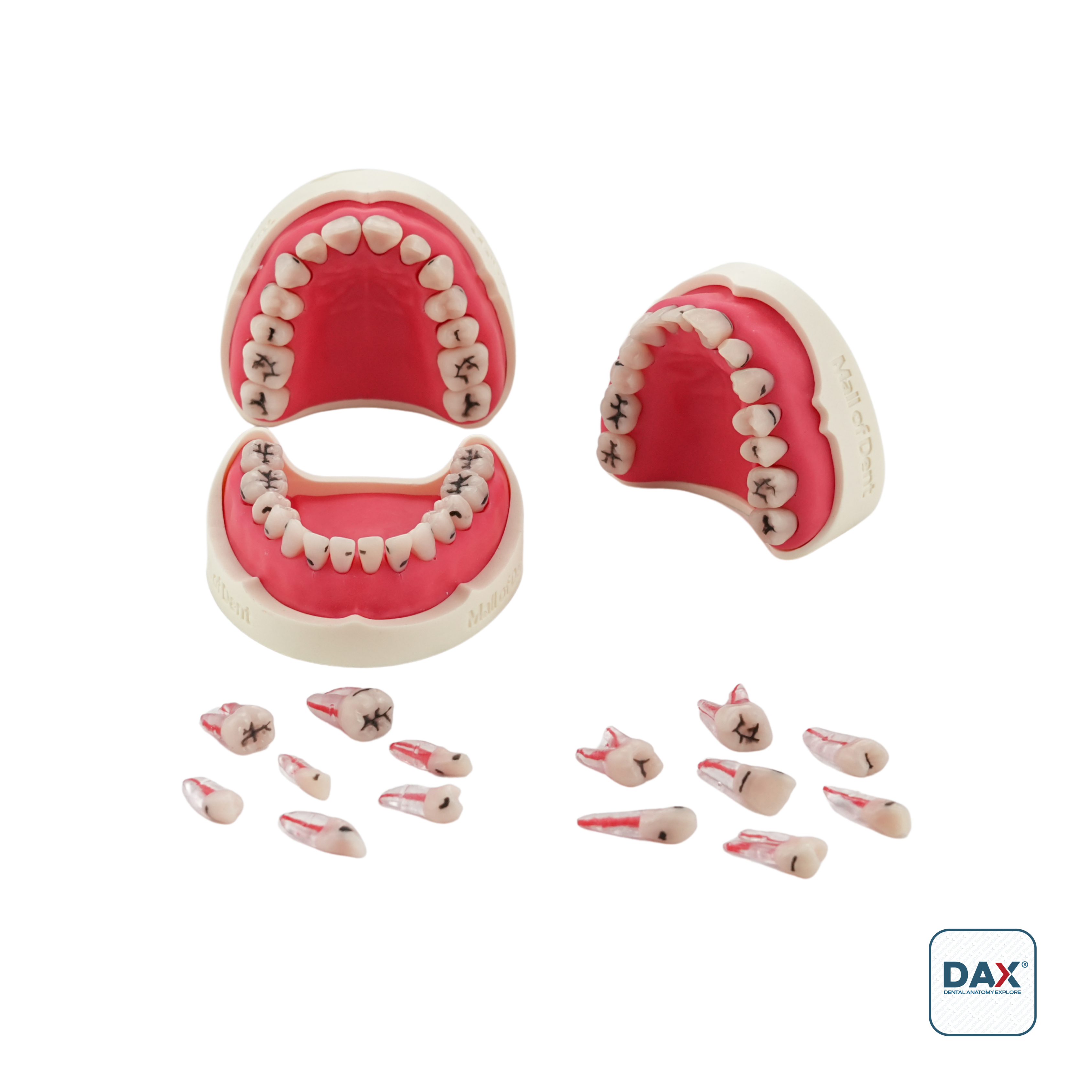 Restodax Çürüklü Resto Çene Takım