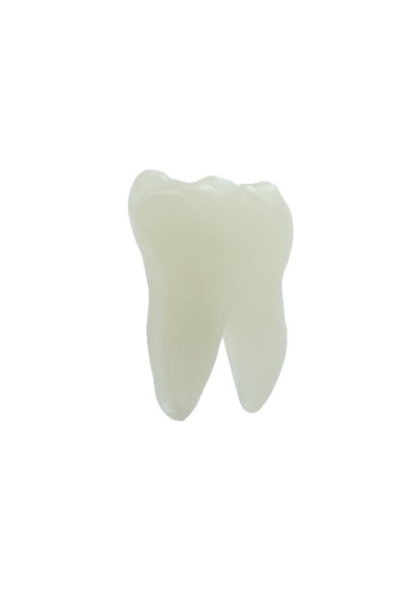 Edudent Endoprep Kronlu Endodontik Diş