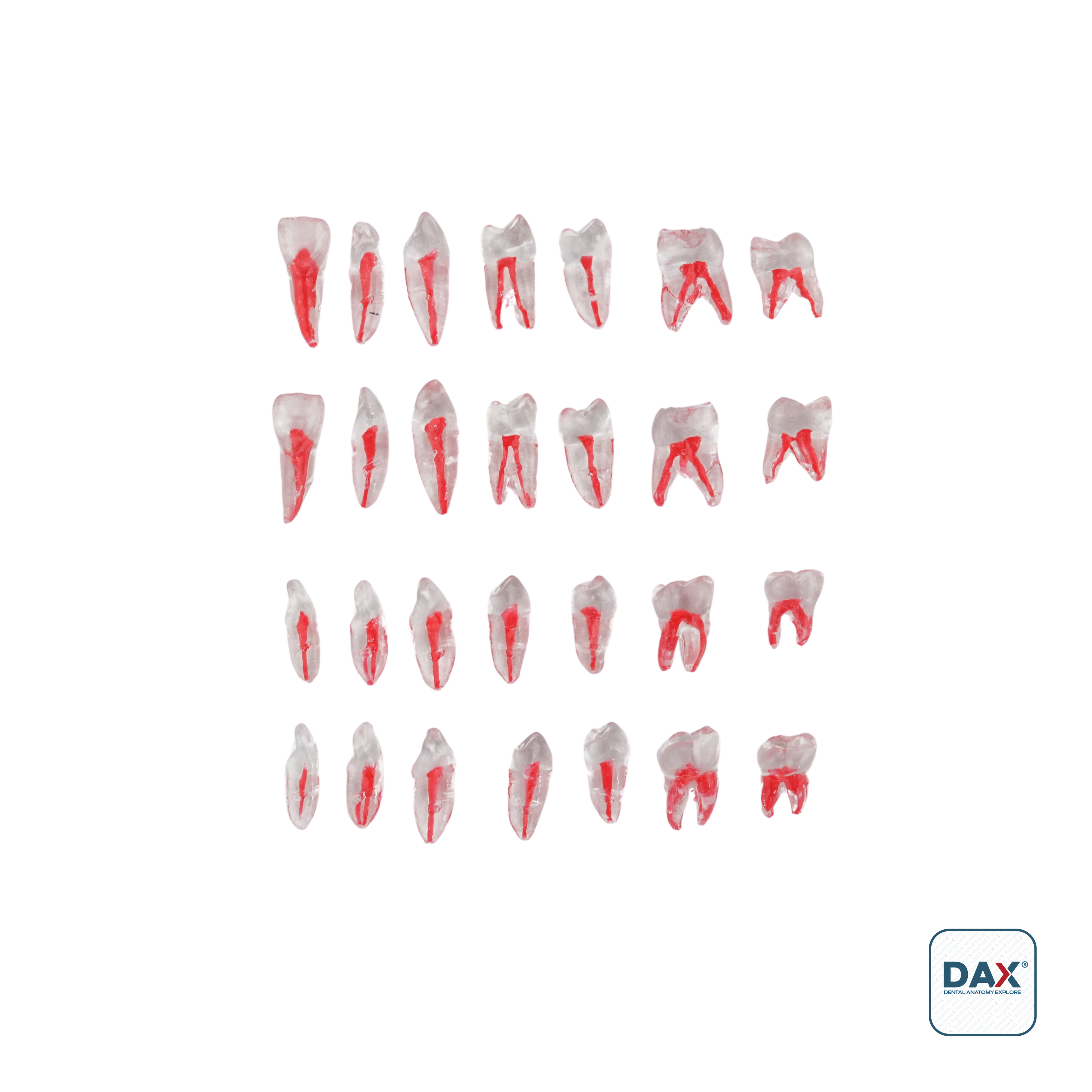 Endodax Endodontik Çene Yedek Diş