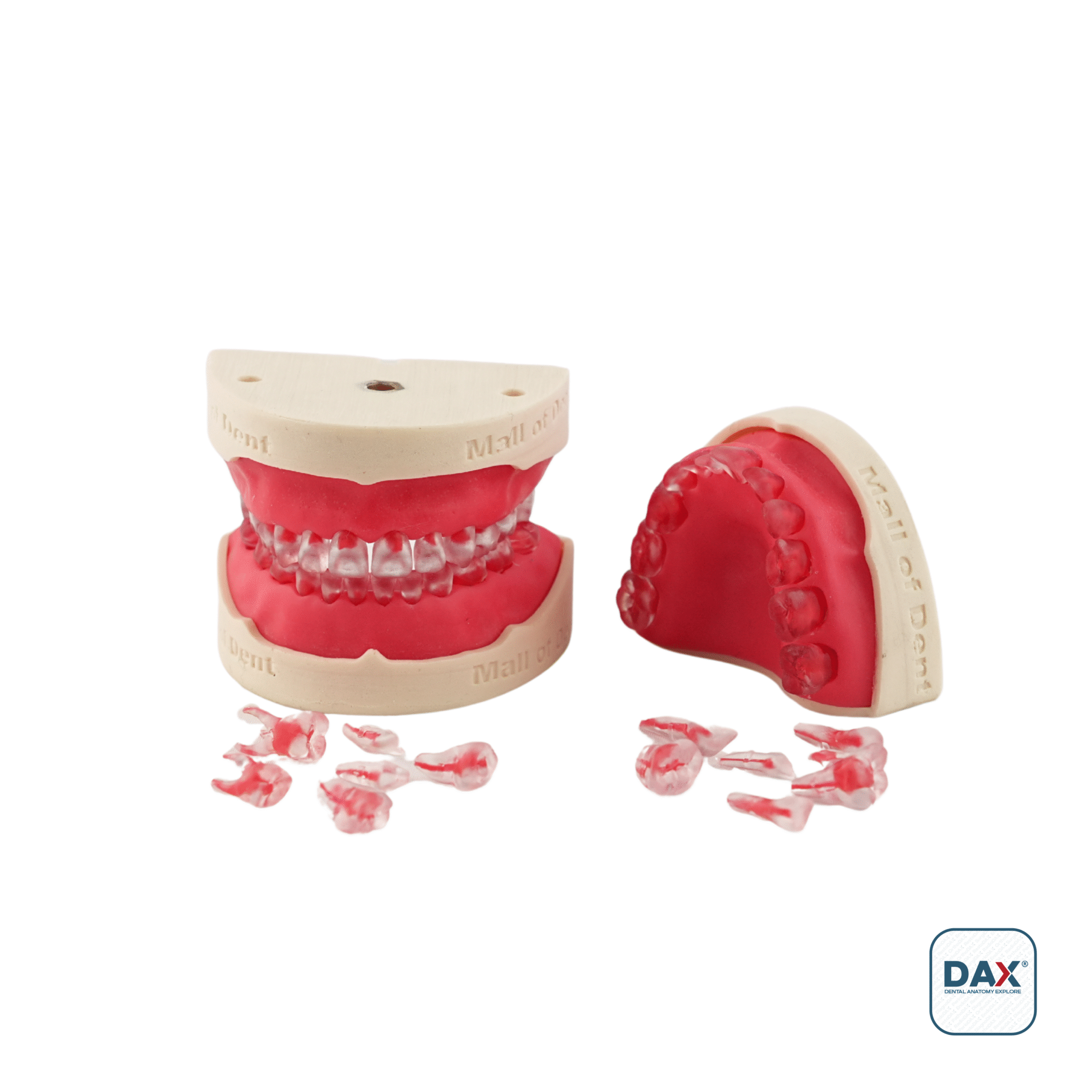 Endodax Endodontik Pedodonti Tek Çene