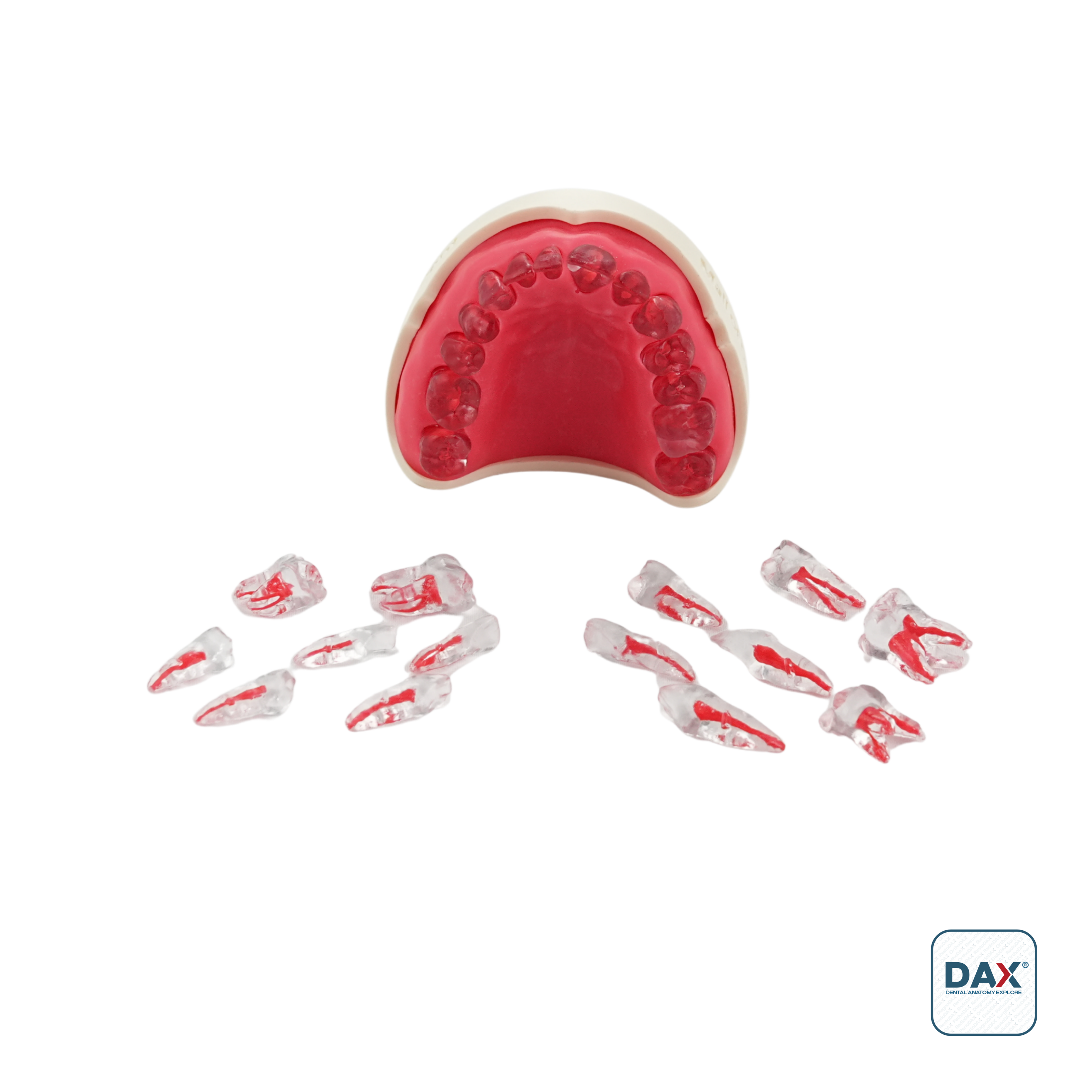 Endodax Endodontik Tek Çene