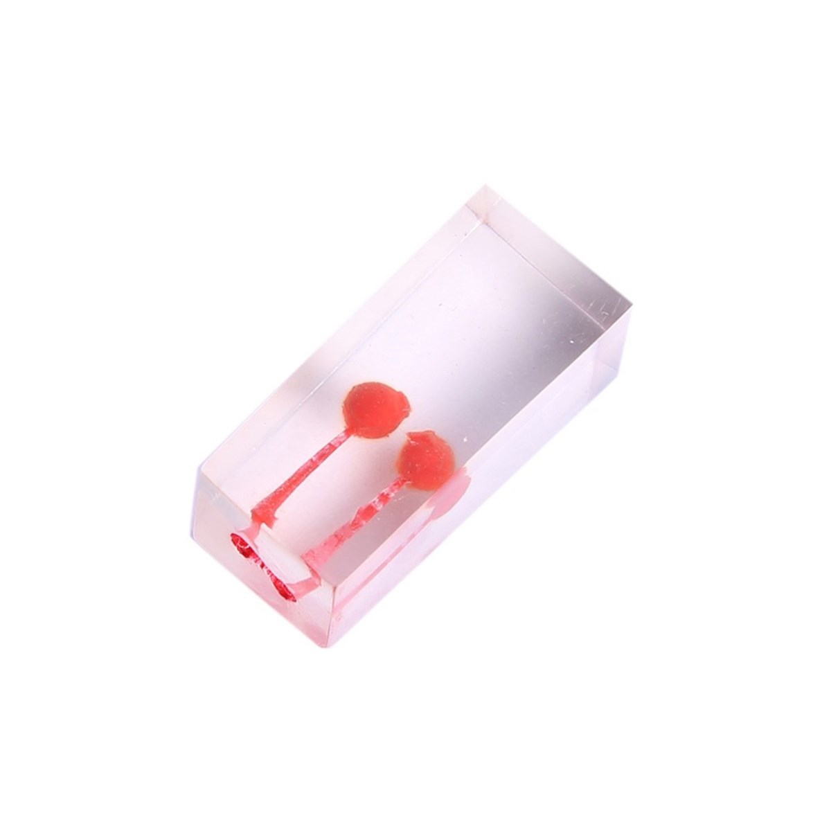 ENDODONTİK  KRONSUZ PULPALI 2 KÖK