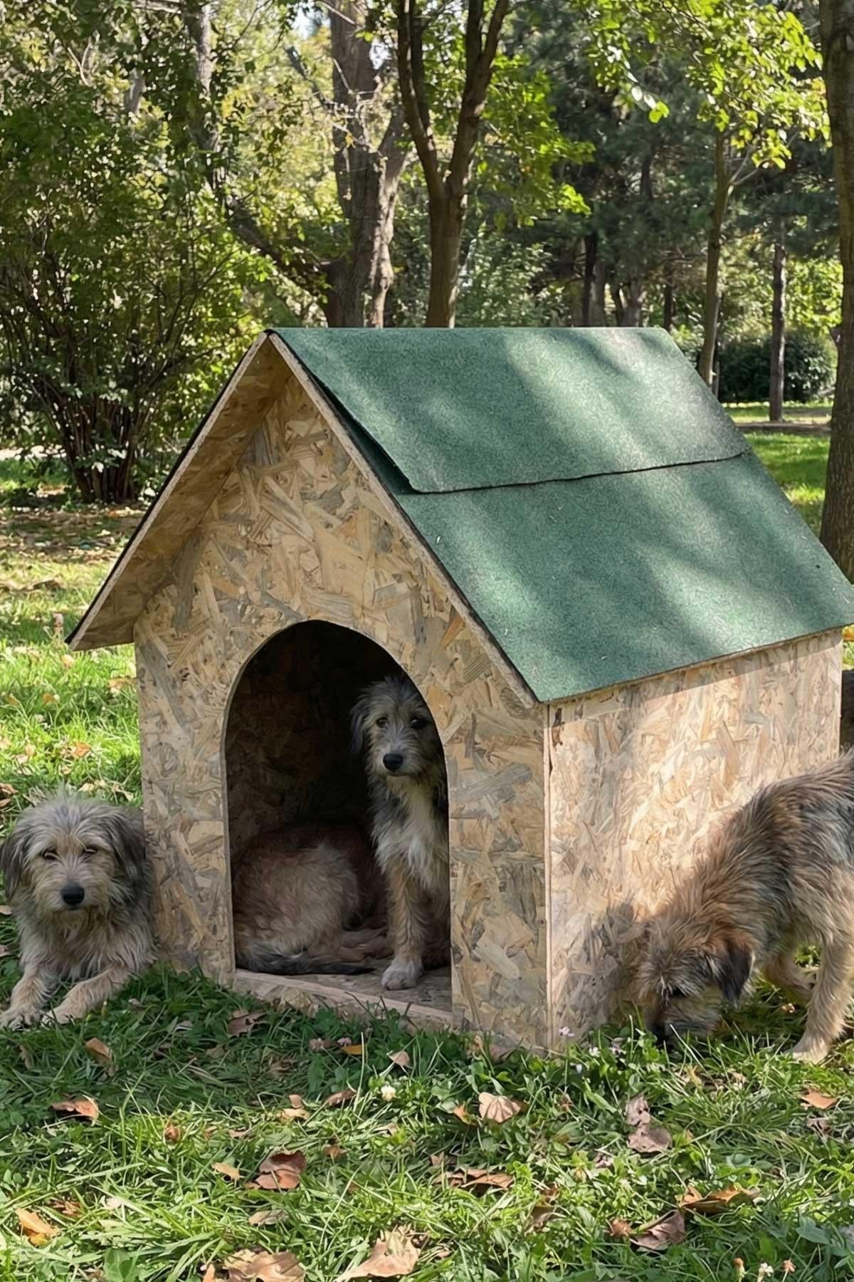 Melada Köpek Kulübesi Büyük Boy OSB XL Yeşil Çatılı 100x100x78 cm MLD0DOG08