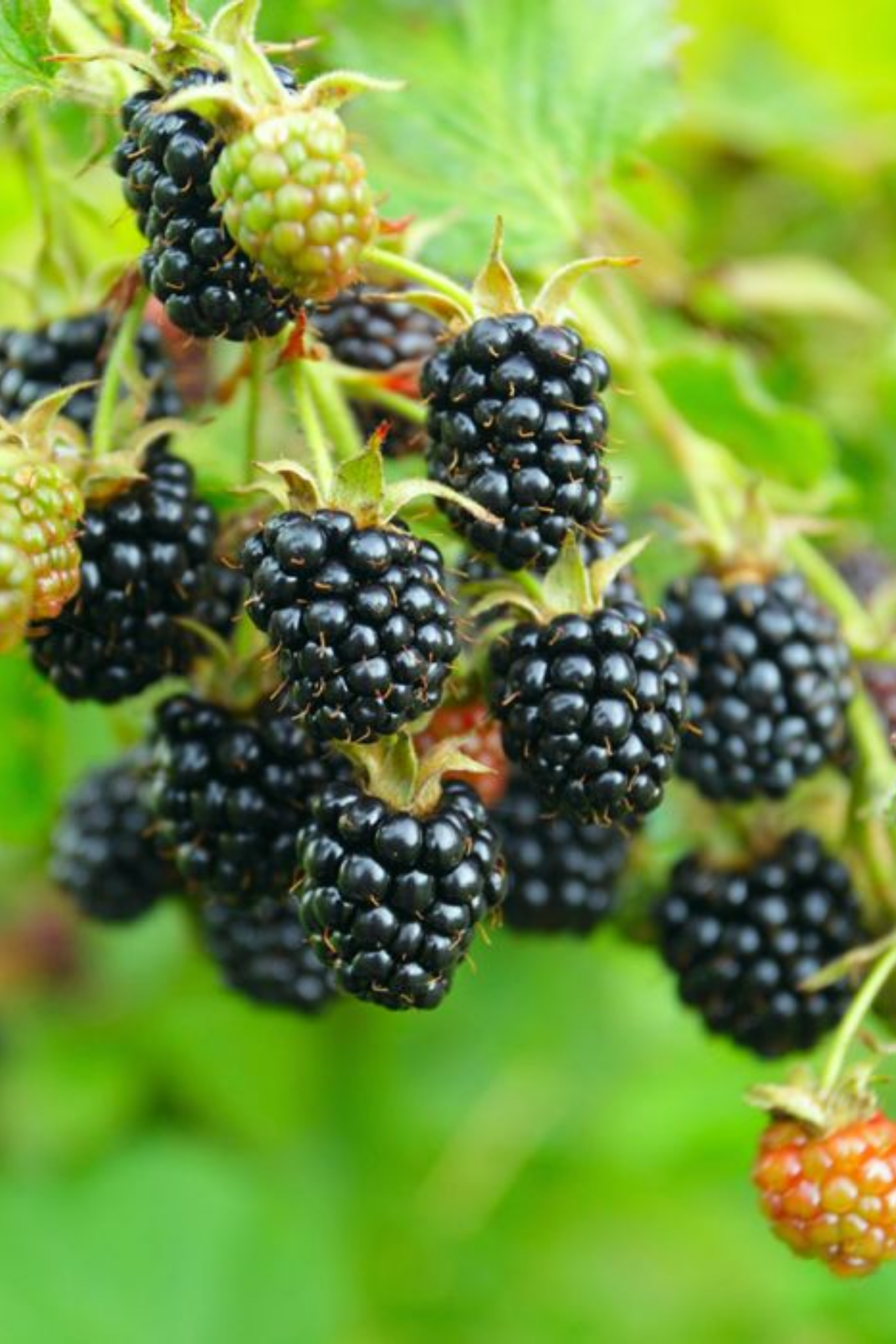 Bahçevilya Jumbo Böğürtlen Fidanı (Rubus Fruticosus) Saksılı 1-2 Yaş Arası