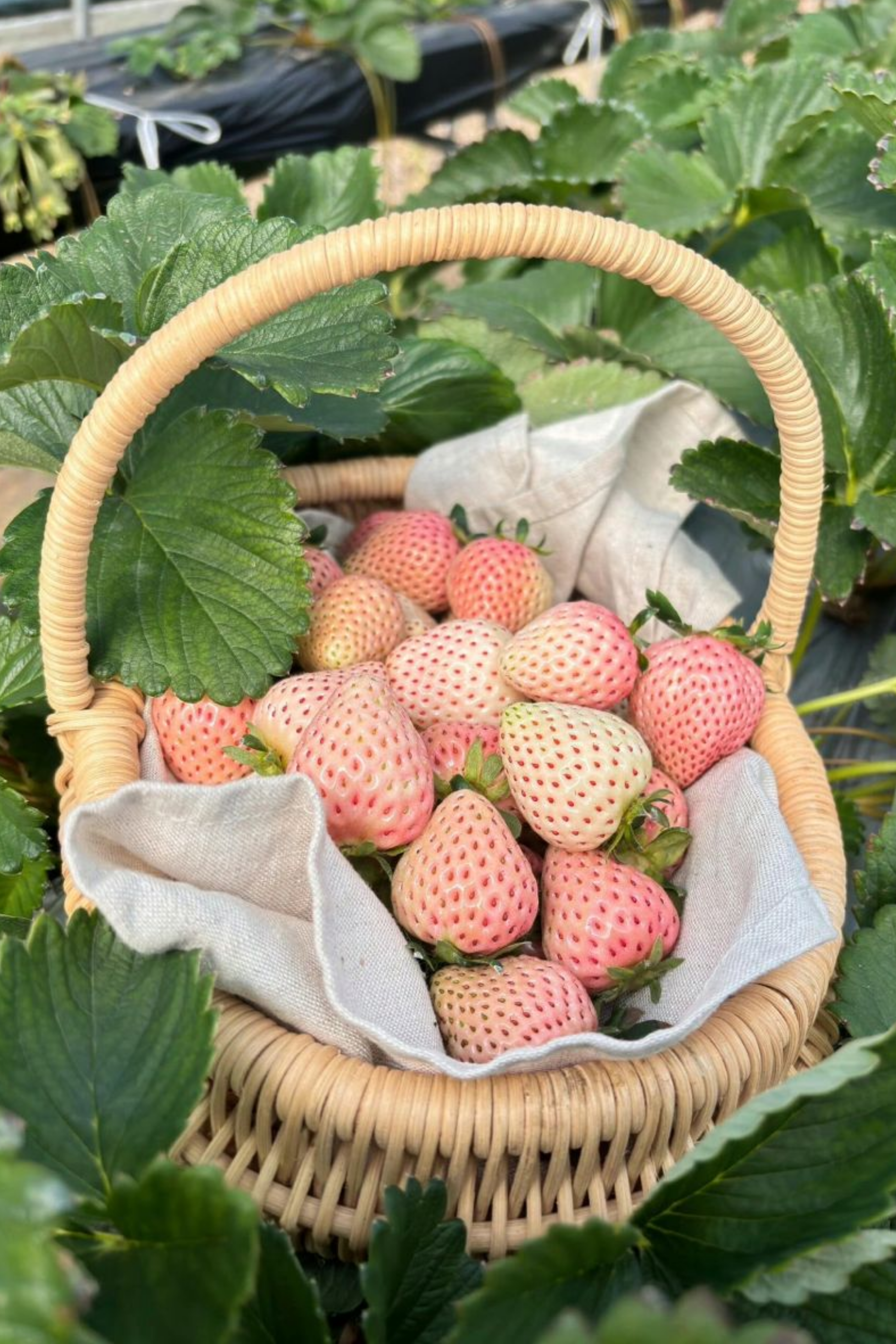 Bahçevilya Açık Pembe Çilek Fidanı (Fragaria Sylvestris Alba) 1-2 Yaş Arası Saksılı