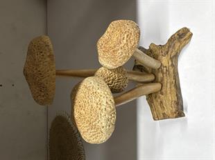 Ahşap Mantar 4 Lü - Miamantra