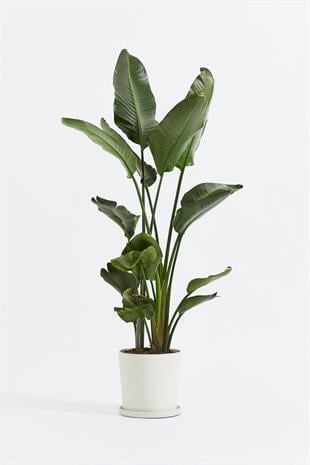 130-140 cm 2 Gövdeli Starliçe  (Strelitzia Nicolai / Cennet Kuşu)