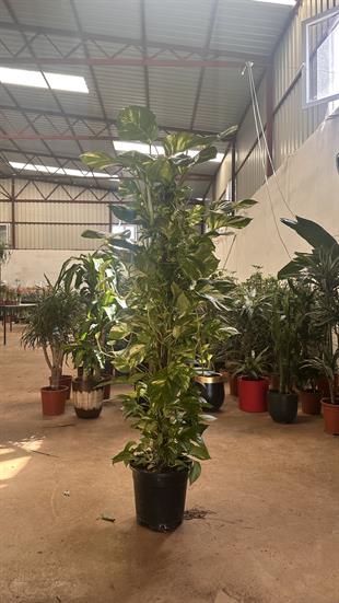 170-180 cm Pothos Sarmaşığı Yosun Destek Çubuklu