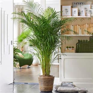 Areka Palmiyesi (Areca palm) 160-170cm