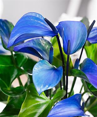 Anthurium Blue ( Mavi Antoryum Çiçeği)