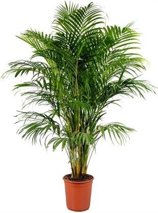 Areka Palmiyesi (Areca palm) 140-150 cm