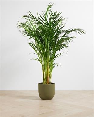 Areka Palmiyesi (Dypsis Lutescens) 130-140 cm