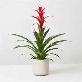 Guzmania Çiçeği Kırmızı İthal Premium 