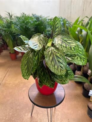 Calathea Flame Star (Dua Çiçeği)