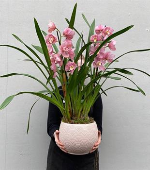 Cymbidium Pink Dream (Cymbidium Orkide)