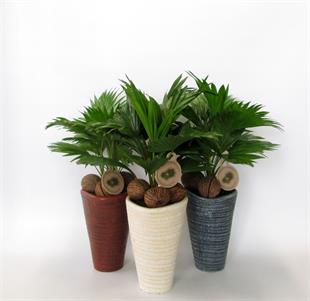 Dekoratif Saksıda Livistona Rotundifolia Dolgun Form 50-70 cm