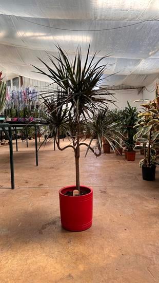 Dracaena Magenta Şamdan (Drasena)