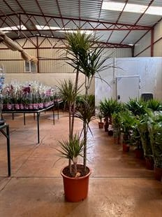 Dracaena Marginata Mix 5 Gövdeli İthal 200-220 cm