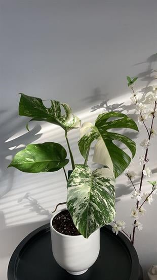 Monstera Albo (Beyaz Benekli Deve Tabanı) 50-60 cm 