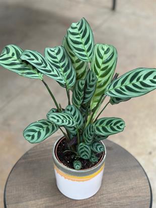 Saksı Hediyeli Calathea Ctenanthe(Dua Çiçeği) 