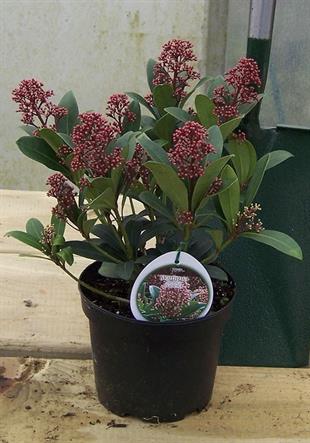 Skimmia Japonica (Yoğun Kokulu)