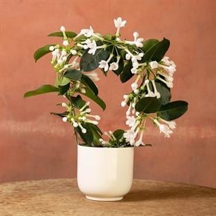 Stephanotis (Madagaskar Yasemini) Yoğun Kokulu 