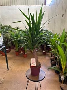Yucca Elephantipes (Yukka / yuka bitkisi)