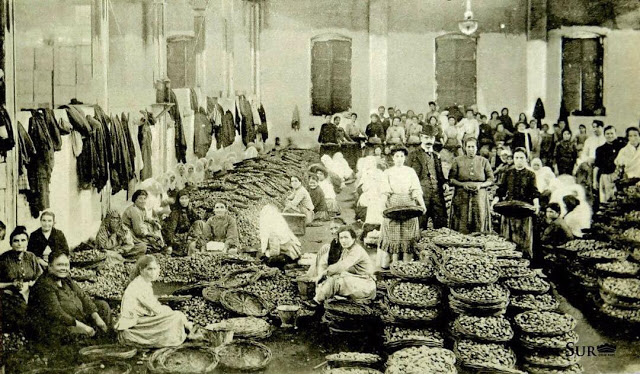 Kadın incir işçileri