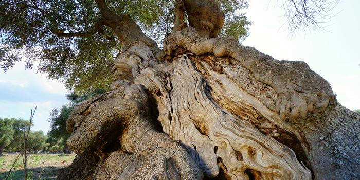 Zeytin ağacının yaş hesaplaması