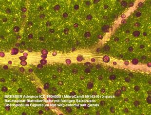 Bresser Advance ICD 10–160x Microscope