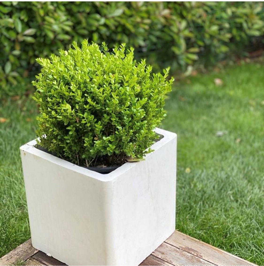 Charles Flat Square Beton Saksı H:50