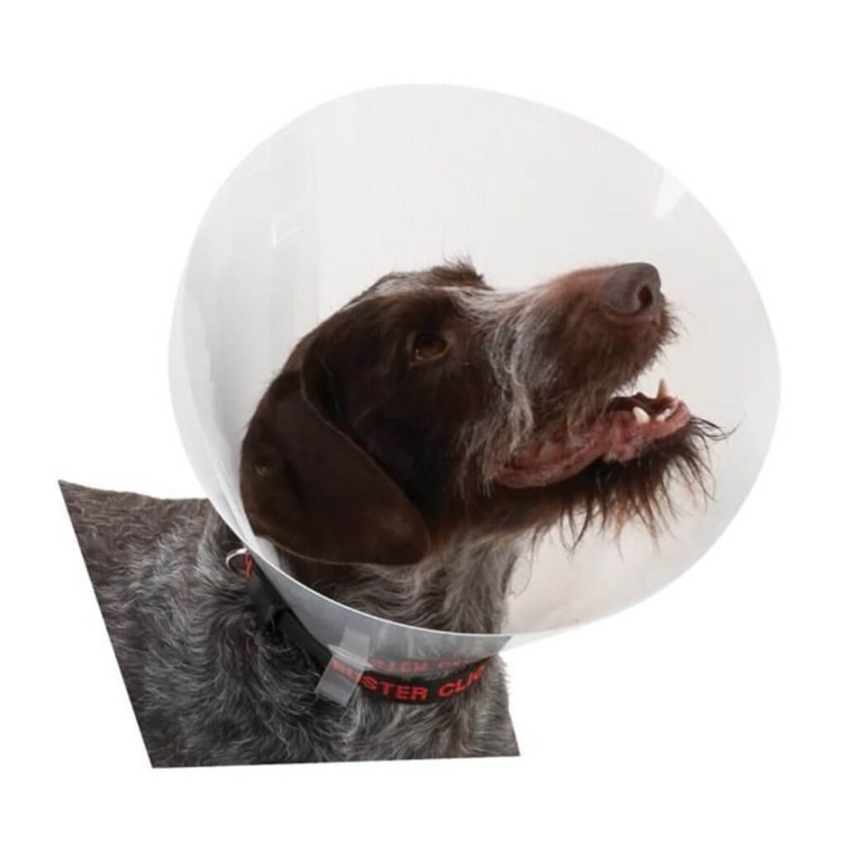 BUSTER  Elizabeth Yakalığı Şeffaf 100 mm