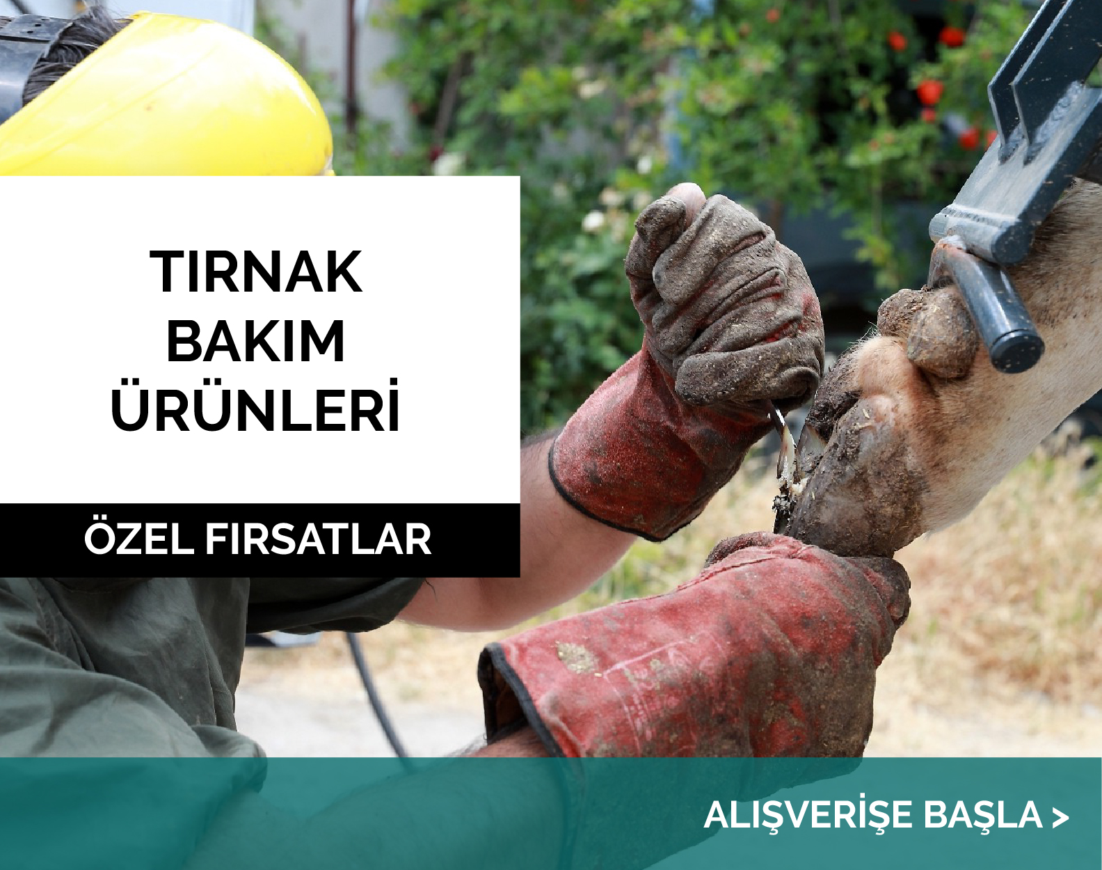 Büyükbaş tırnak Bakım Ürünleril