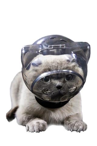 Astronoot Kedi Sağlık ve Bakım Kaskı