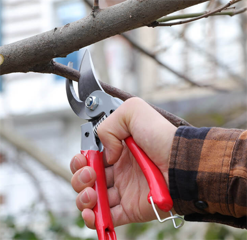 Rtrmax  Budama Makası RH05808