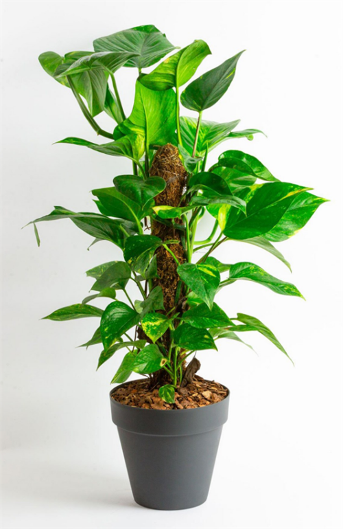 Poliwork 17 Cm Manolya Mix Saksı - Antrasit