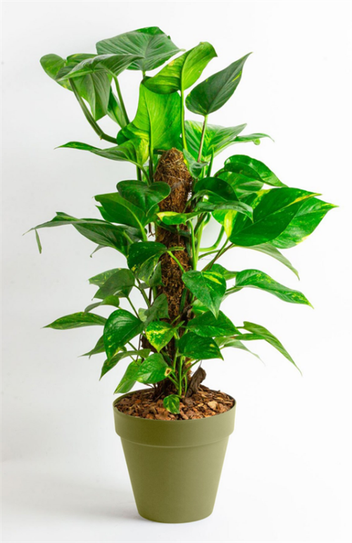 Poliwork 20 Cm Manolya Mix Saksı – Yosun Yeşili