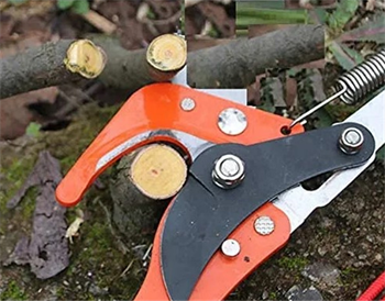 Sera Dal Budama İpli-Saplı 16003