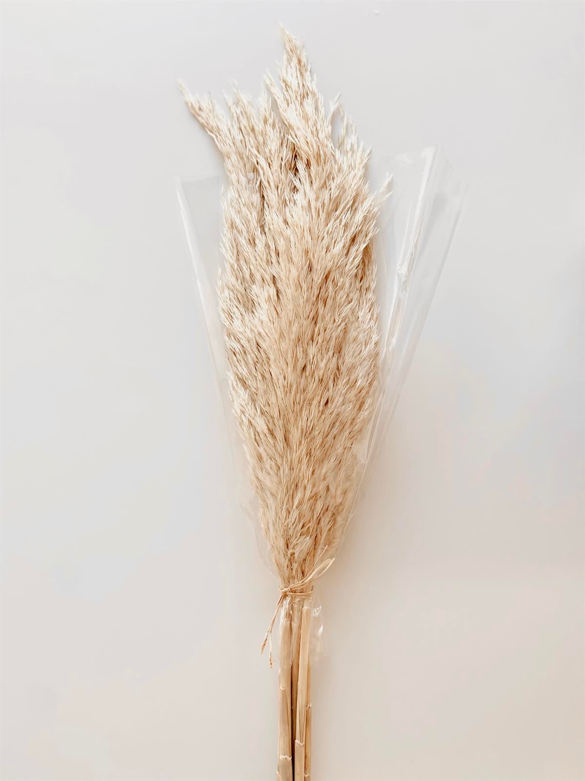 Pampas 6 adet