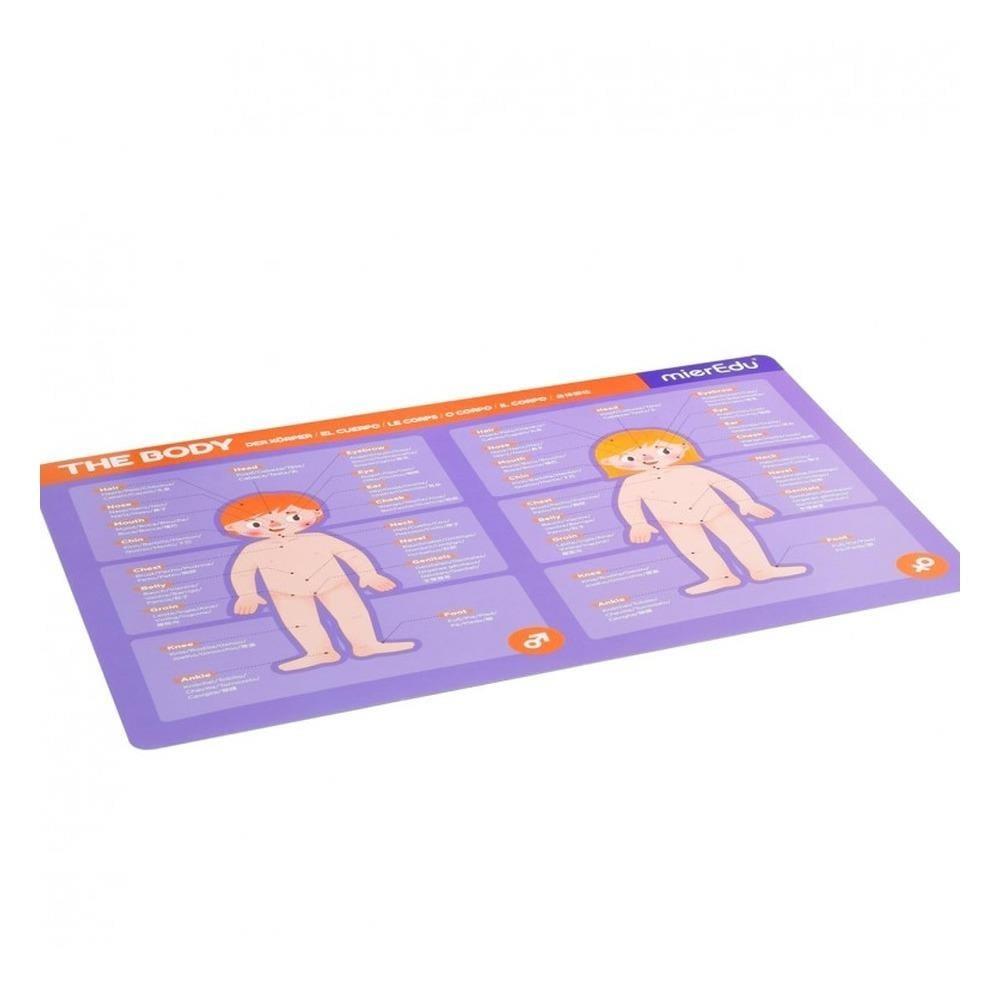 MierEdu-Manyetik Tablet-İnsan Anatomisi
