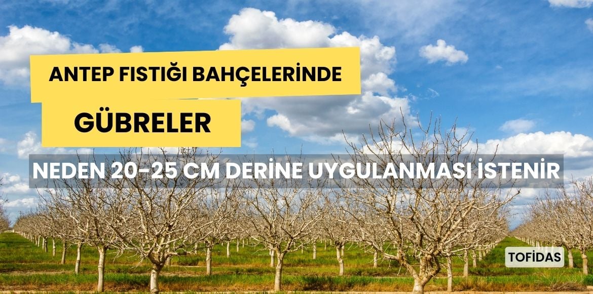 Antep Fıstığı Bahçelerinde Gübreleme Niçin 20-25 cm Derine Uygulanmalı ?