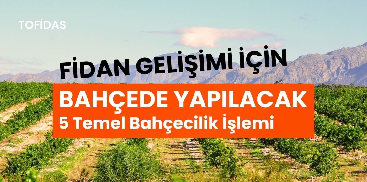 Fidanların Büyüme Gelişmesi