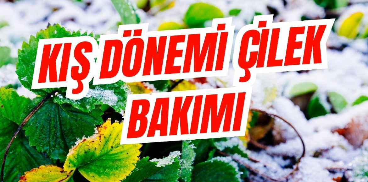 Kış Dönemi Çilek Bakımı