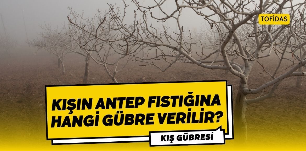 Kışın Antep Fıstığına Hangi Gübre Verilir