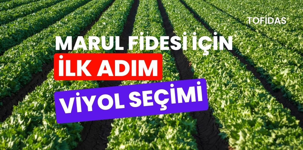 Marul Fidesi İçin En Uygun Viyol Seçimi
