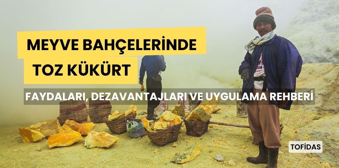 Meyve Bahçelerinde Toz Kükürt Kullanımı