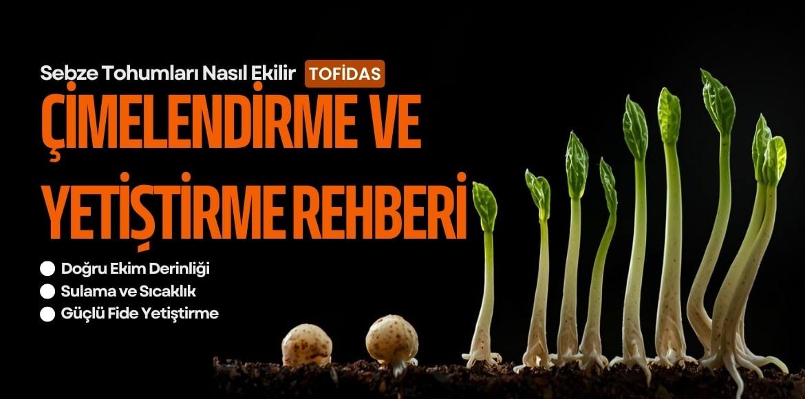 Sebze Tohumları Nasıl Ekilir? Çimlendirme ve Yetiştirme Rehberi